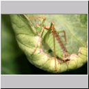 Leptophyes punctatissima - Zartschrecke 01c.jpg